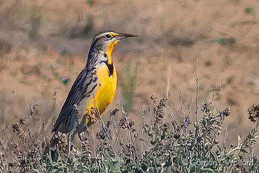 Meadowlark_7539.jpg - Eastern Meadowlark (Sturnella magna) photographed in Big Bend National Park, Texas, USA.