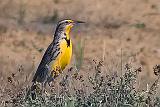 Meadowlark_7539