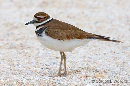 Killdeer_34357.jpg - Killdeer (Charadrius vociferus) photographed along the Gulf coast near Port Lavaca, Texas, USA.