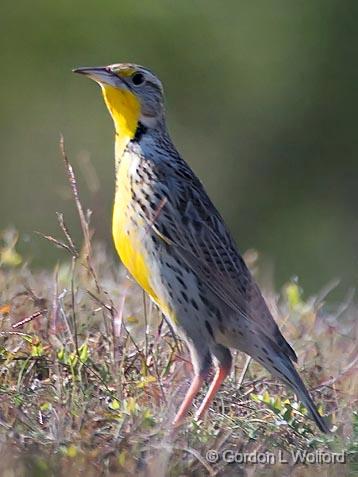 Meadowlark_36857.jpg - Photographed along the Gulf coast near Port Lavaca, Texas, USA.