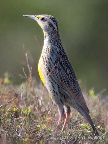 Meadowlark_36858.jpg - Photographed along the Gulf coast near Port Lavaca, Texas, USA.