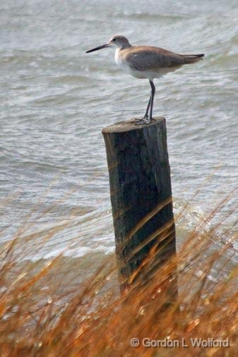 Willet_31188.jpg - Willets (Tringa semipalmata) photographed along the Gulf coast near Port Lavaca, Texas, USA.