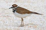 Killdeer_34357