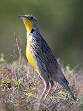 Meadowlark_36857