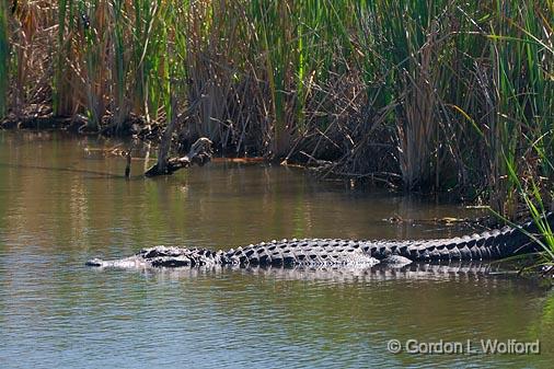 Alligator_43182.jpg - American Alligator (Alligator mississippiensis)Photographed along the Gulf coast on Mustang Island in Port Aransas, Texas, USA.