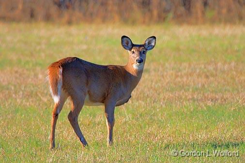 GORDON WOLFORD PHOTOGRAPHY/Ontario/Eastern Ontario/Animals of Eastern ...