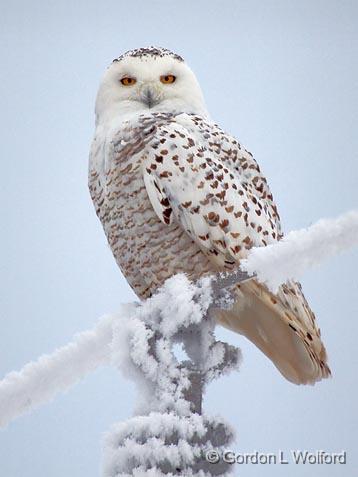 GORDON WOLFORD PHOTOGRAPHY/Ontario/Eastern Ontario/Birds of Eastern ...